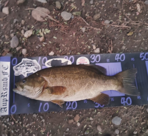 スモールマウスバスの釣果