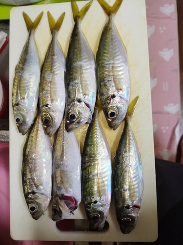 マアジの釣果