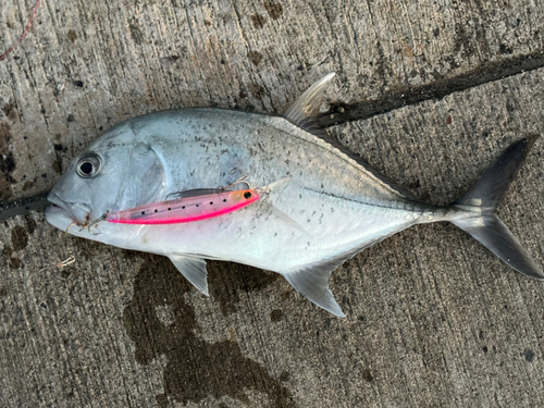 ロウニンアジの釣果