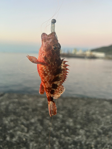 ガシラの釣果