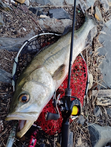 スズキの釣果