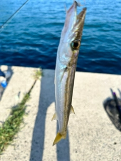 カマスの釣果