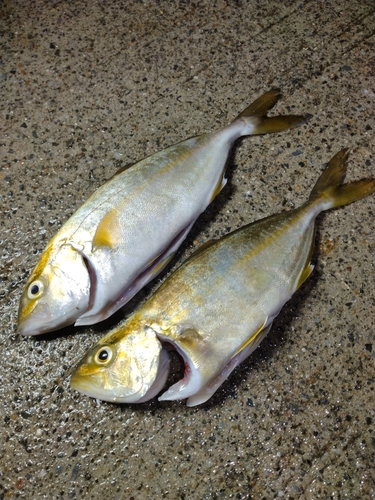 ショゴの釣果