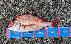 マダイの釣果