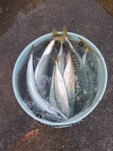 サバの釣果