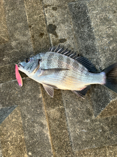 チヌの釣果