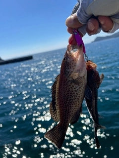 オオモンハタの釣果