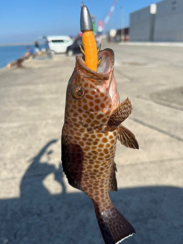 オオモンハタの釣果