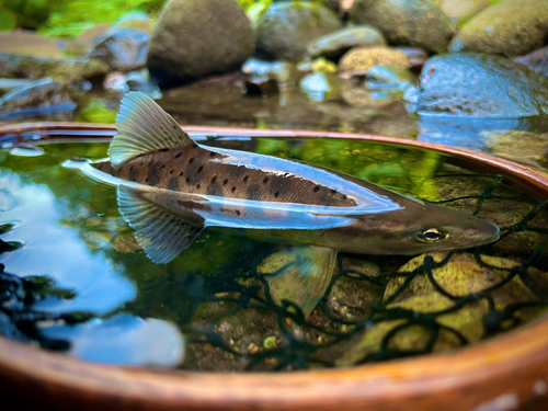 ヤマメの釣果