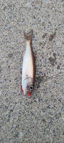 ムツの釣果