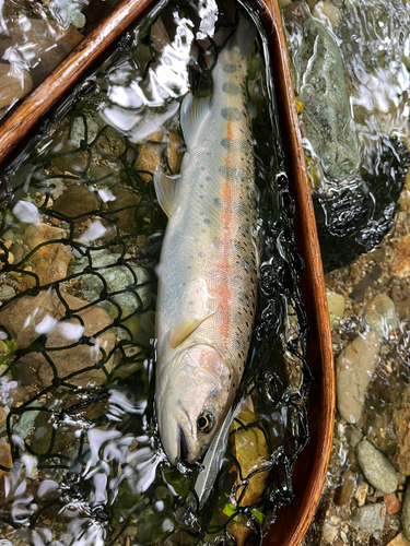 ヤマメの釣果