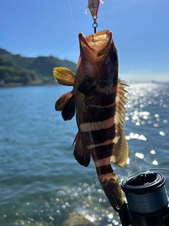 アオハタの釣果