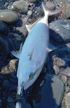 ネリゴの釣果