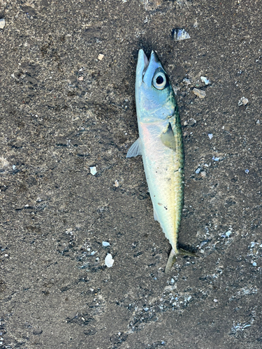 サバの釣果