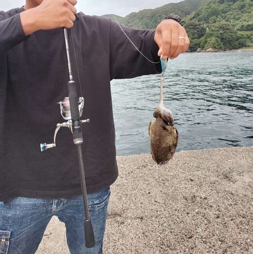 モンゴウイカの釣果