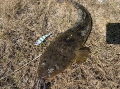 マゴチの釣果