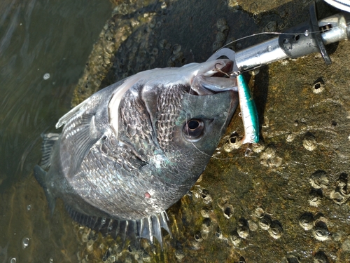 チヌの釣果