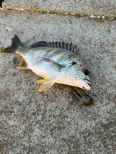 キビレの釣果