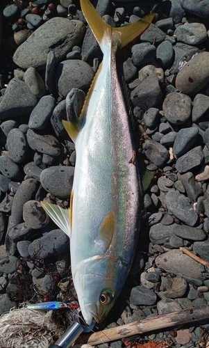 ヒラマサの釣果