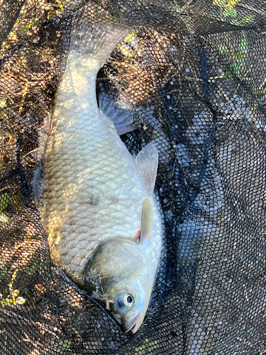 ヘラブナの釣果