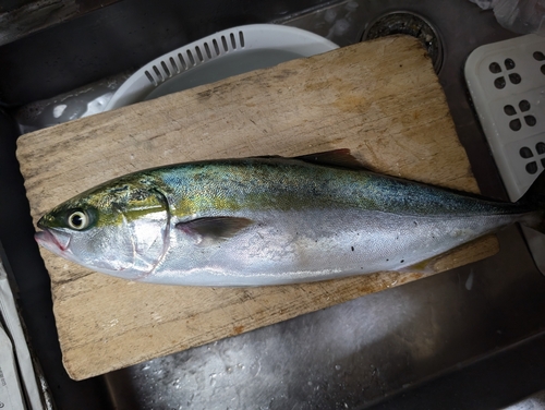 イナダの釣果