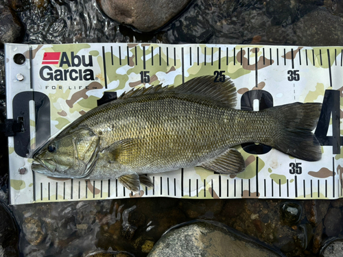 スモールマウスバスの釣果