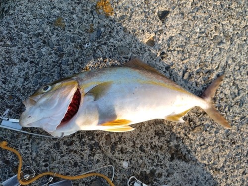 ネリゴの釣果