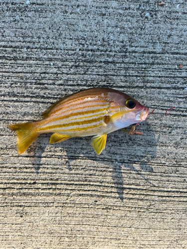 キンメダイの釣果