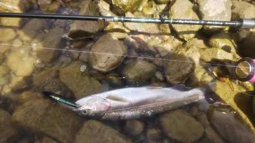 ニジマスの釣果