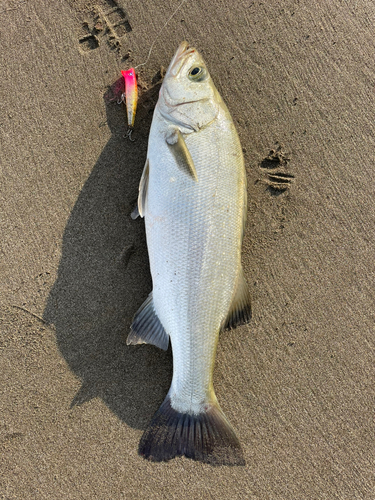 ヒラスズキの釣果