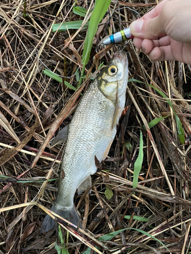 ワタカの釣果