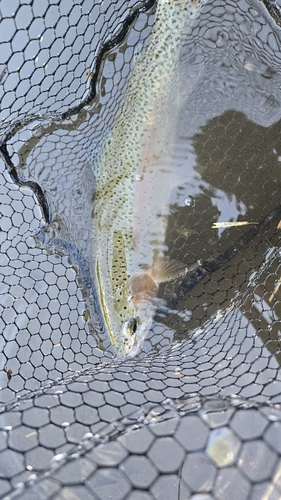 ニジマスの釣果