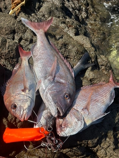 マダイの釣果