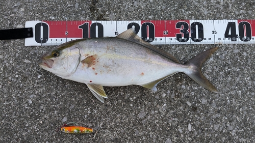 カンパチの釣果