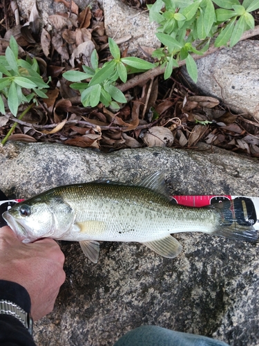 ラージマウスバスの釣果