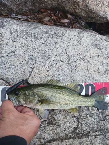 ラージマウスバスの釣果