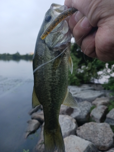 ラージマウスバスの釣果