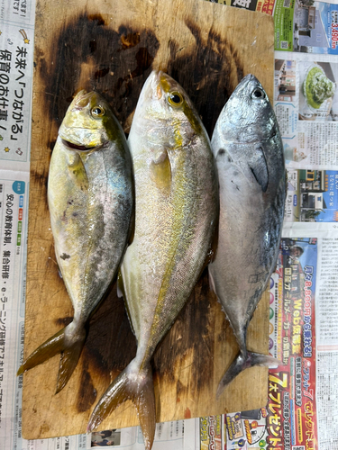 スマガツオの釣果