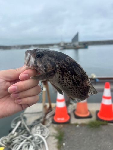 ソイの釣果