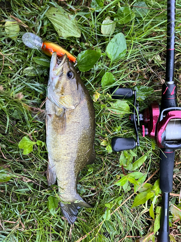 スモールマウスバスの釣果