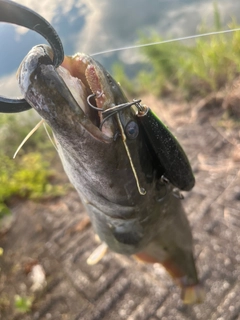 ナマズの釣果