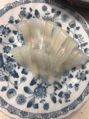 シロギスの釣果