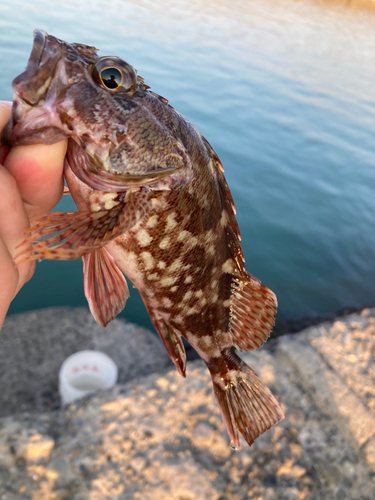 カサゴの釣果