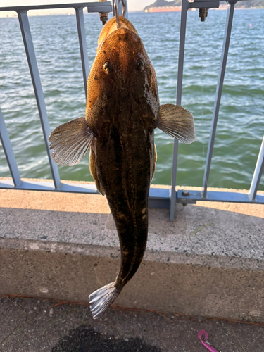 マゴチの釣果