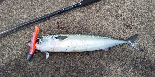 サバの釣果