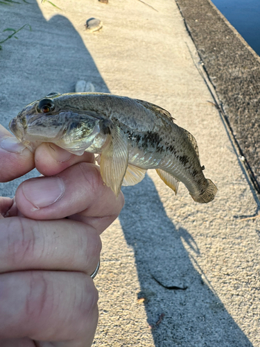 ハゼの釣果