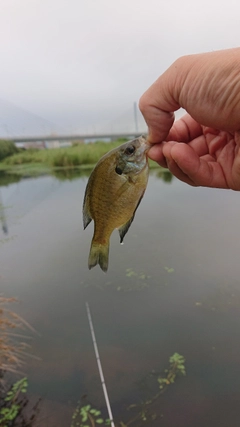 ブルーギルの釣果