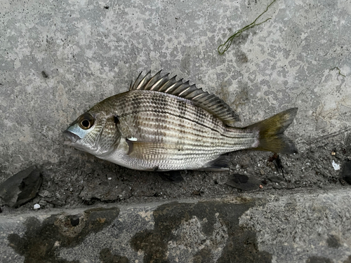 ハゼの釣果