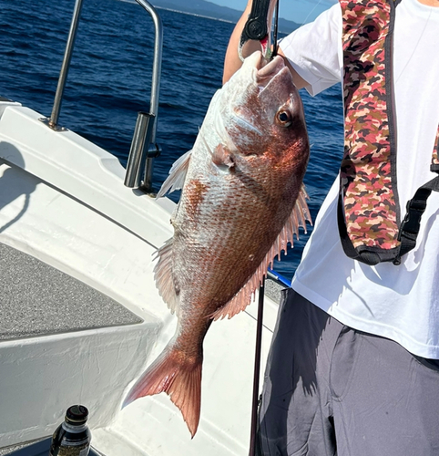 タイの釣果