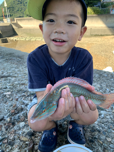 キュウセンの釣果